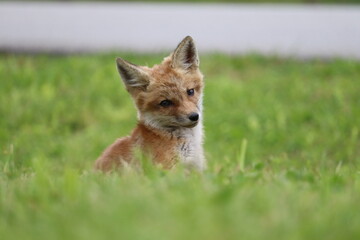 red fox cub
