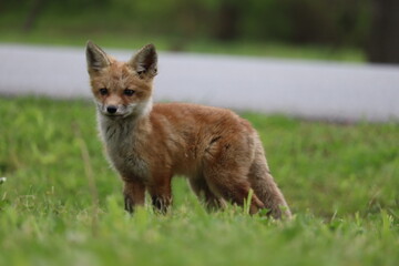 Fototapeta premium red fox cub