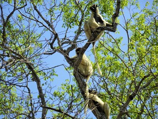 Verreaux's Sifakas relaxing on a tree (Kirindy Forest Reserve, Madagascar)
