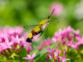 スズメガの飛翔