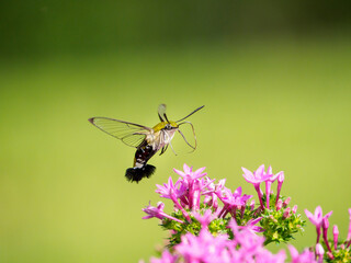スズメガのホバリング