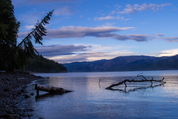 Pine Tree leaning over Adams Lake in British Columbia, Canada. Northern cmping experience, evening...