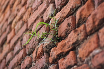 Green plant growing on a red brick wall, Rusty brick wall