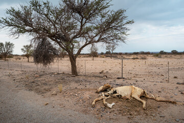 dead antelope remains