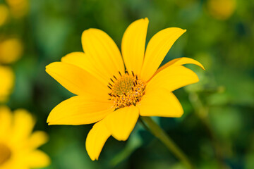 ヒマワリモドキの花