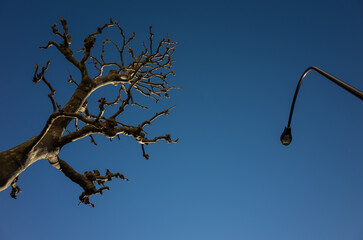 branches of a tree against sky