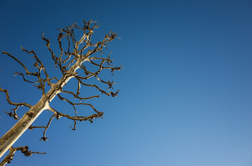 Obraz premium tree branches against blue sky