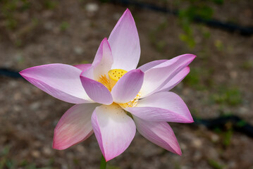 ハスの花、淡い赤