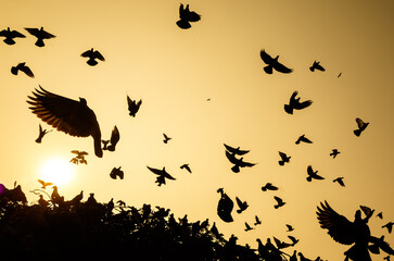 birds in the sunset