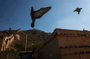 doves in the fort 