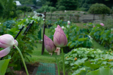 ハスの花、つぼみ