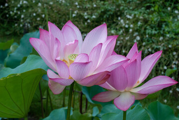 ハスの花、淡い赤