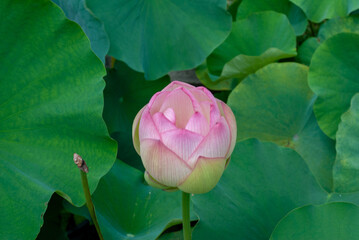 ハスの花、淡い赤