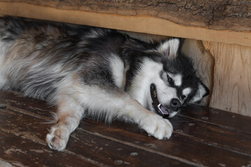 a beautiful furry dog, a half-breed husky, in a kennel for dogs on a wooden flooring