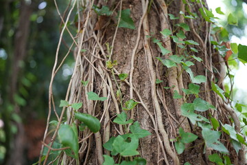 木の周辺の細い枝