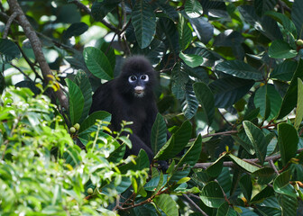 Fototapeta premium Dusty Leaf Monkey resting on tree.