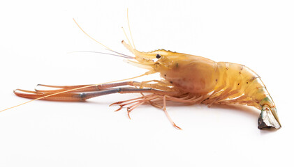 fresh shrimp on white background. raw shrimp or prawn.