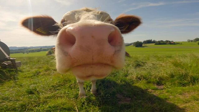 Topic of livestock and dairy products in Germany. Farming and cattle in Bavaria. Cute cows in bassinet in Alps. A curious cow looks at camera in sunny summer weather. Cows grazing in the mountains