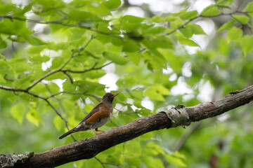 Brown-headed thrush perched on a branch