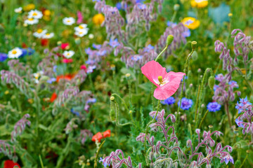 Closeup of different summer flowers. Beautiful blooming field flowers.