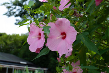 ハイビスカス、ピンク