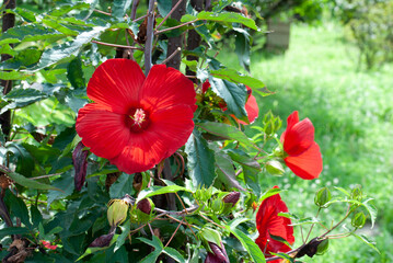 ハイビスカス、赤