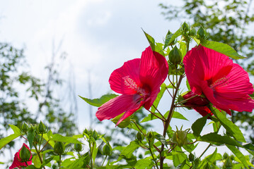 ハイビスカス、赤