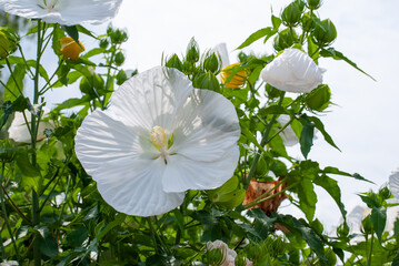 ハイビスカス、白