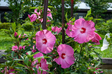 ハイビスカス、ピンク