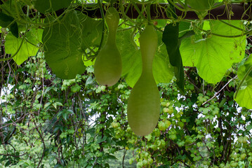 ひょうたんの身