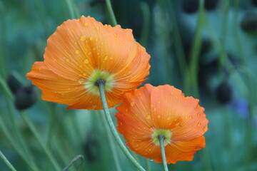 poppy flower in the field, Banff National Park, Alberta