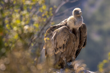 Portrait of a griffon vulture on the edge of a cliff