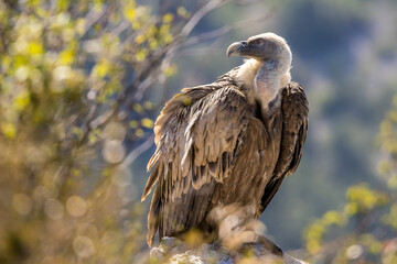 Portrait of a griffon vulture on the edge of a cliff