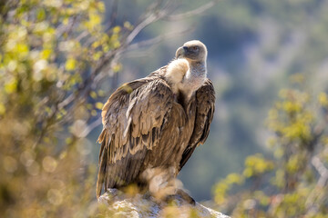Portrait of a griffon vulture on the edge of a cliff