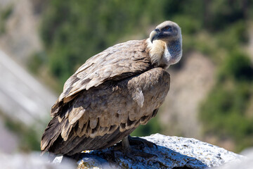 Portrait of a griffon vulture on the edge of a cliff