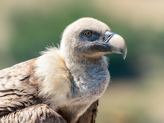 Portrait of a griffon vulture on the edge of a cliff