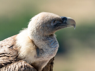 Portrait of a griffon vulture on the edge of a cliff