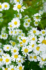 Fototapeta premium Medicinal chamomile flowers, top view. Natural flower background.