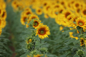 Sunflowers. Blooming field of sunflowers in summer