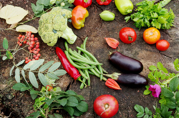 Fresh vegetables tomatoes, cabbage, eggplant, green beans, peppers, parsley on a wood stump texture.