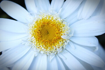big daisy, magnifying photo of white daisy, yellow daisy, Chamomile summer field and big daisy...