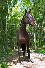 horse standing in a bamboo forest 