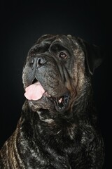 portrait of bullmastiff in black background 