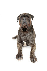 bullmastiff in front view 