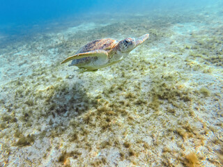 Adult green sea turtle, Chelonia mydas, swim in Marsa Alam Egypt