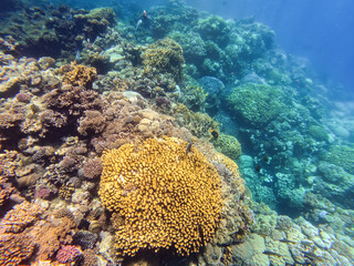 Naklejka na ściany i meble Coral reef garden in red sea, Marsa Alam Egypt