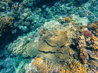 Naklejka na ściany i meble Coral reef garden in red sea, Marsa Alam Egypt