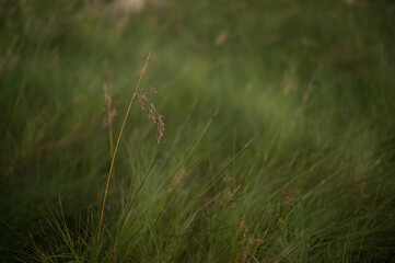 Native grasses