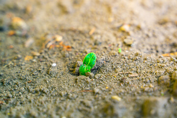 The first cucumber leaves break through the soil close-up. The first sprouts of cucumbers