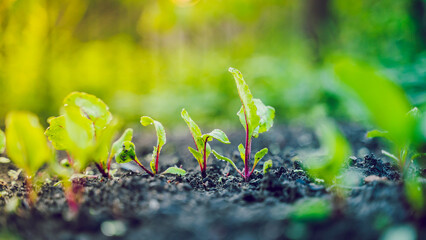Vegetable garden bed with growing young beet roots close-up at sunrise